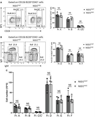 H3K36 methyltransferase NSD1 is essential for normal B1 and B2 cell development and germinal center formation